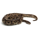 Mojave het Red Axanthic Ball Python