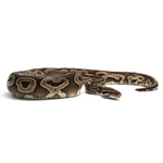 Mojave het Red Axanthic Ball Python