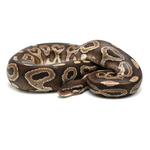 Mojave het Red Axanthic Ball Python