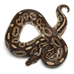 Mojave het Red Axanthic Ball Python