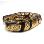 Enchi Pastel Chocolate Ball Python