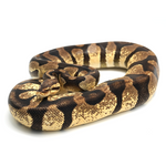 Enchi Pastel Chocolate Ball Python