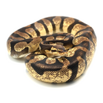Enchi Pastel Chocolate Ball Python