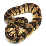 Enchi Pastel Chocolate Ball Python
