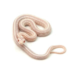 Snow Tessera Corn Snake