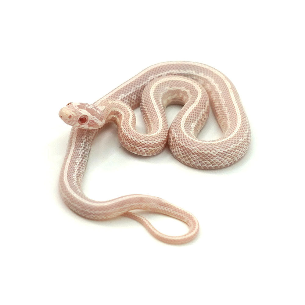 Snow Tessera Corn Snake