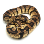 Enchi Pastel Chocolate Ball Python