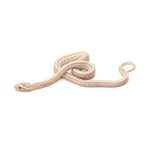 Snow Tessera Corn Snake