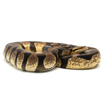 Enchi Pastel Chocolate Ball Python