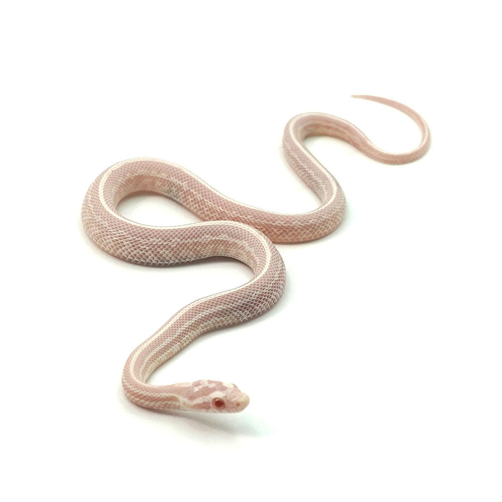 Snow Tessera Corn Snake