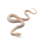 Snow Tessera Corn Snake