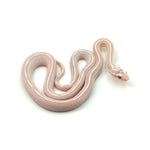 Snow Tessera Corn Snake