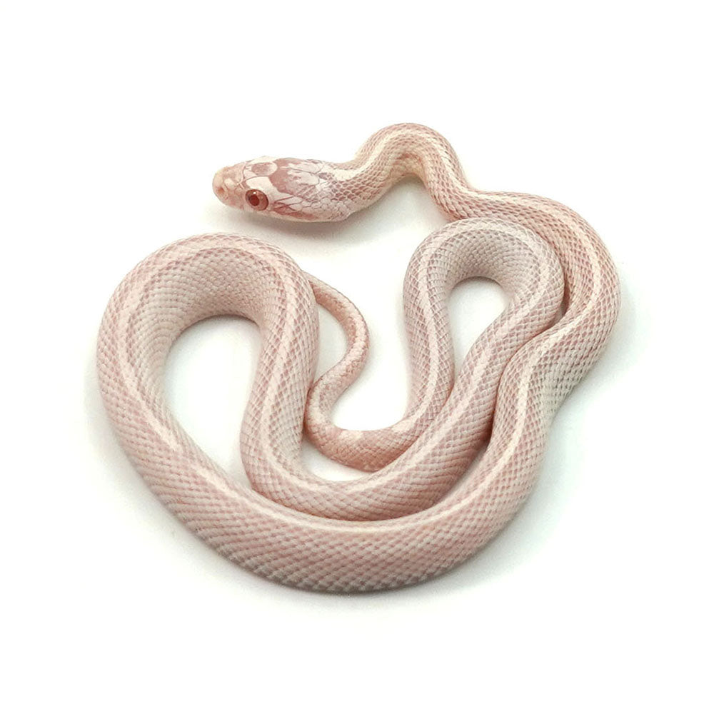 Snow Tessera Corn Snake