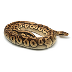 Super Pastel Phantom Yellow Belly Ball Python