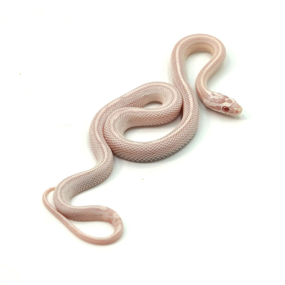 Snow Tessera Corn Snake
