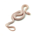 Snow Tessera Corn Snake