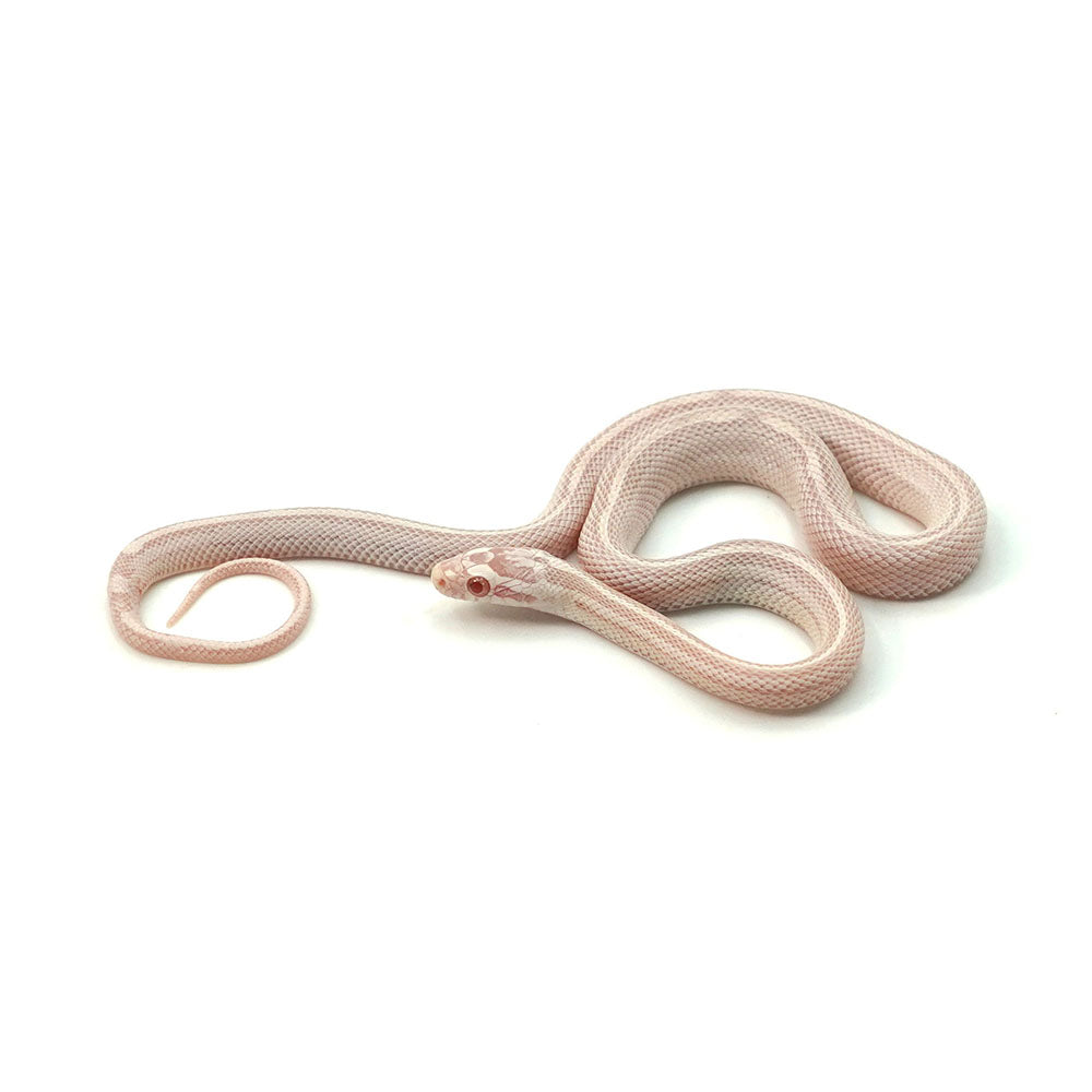 Snow Tessera Corn Snake