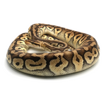 Super Pastel Phantom Yellow Belly Ball Python