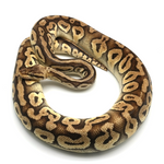 Super Pastel Phantom Yellow Belly Ball Python