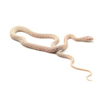 Snow Tessera Corn Snake