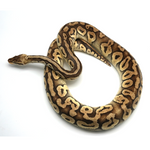 Super Pastel Phantom Yellow Belly Ball Python
