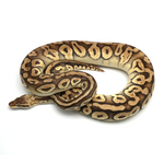 Super Pastel Phantom Yellow Belly Ball Python