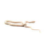 Snow Tessera Corn Snake