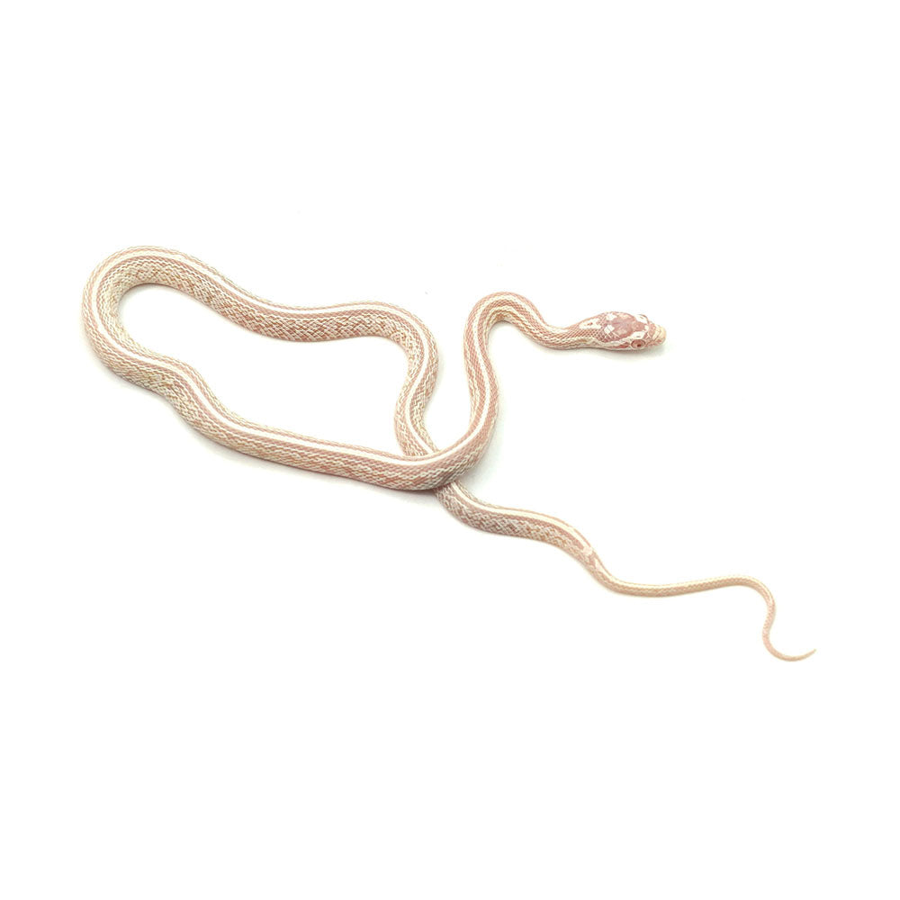 Snow Tessera Corn Snake