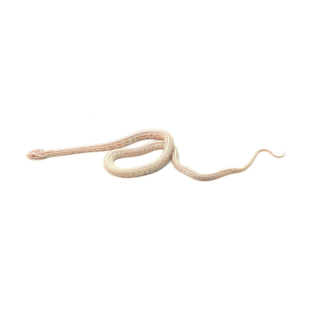 Snow Tessera Corn Snake