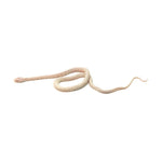 Snow Tessera Corn Snake