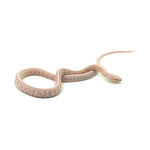 Snow Tessera Corn Snake