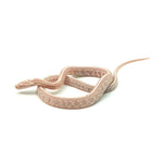 Snow Tessera Corn Snake