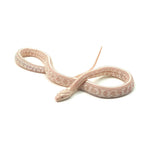 Snow Tessera Corn Snake