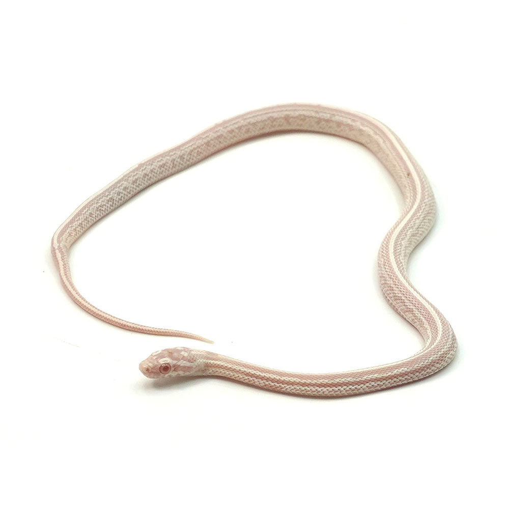 Snow Tessera Corn Snake