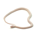 Snow Tessera Corn Snake
