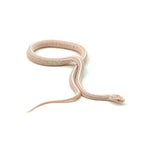 Snow Tessera Corn Snake