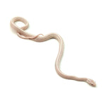 Snow Tessera Corn Snake