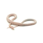 Snow Tessera Corn Snake