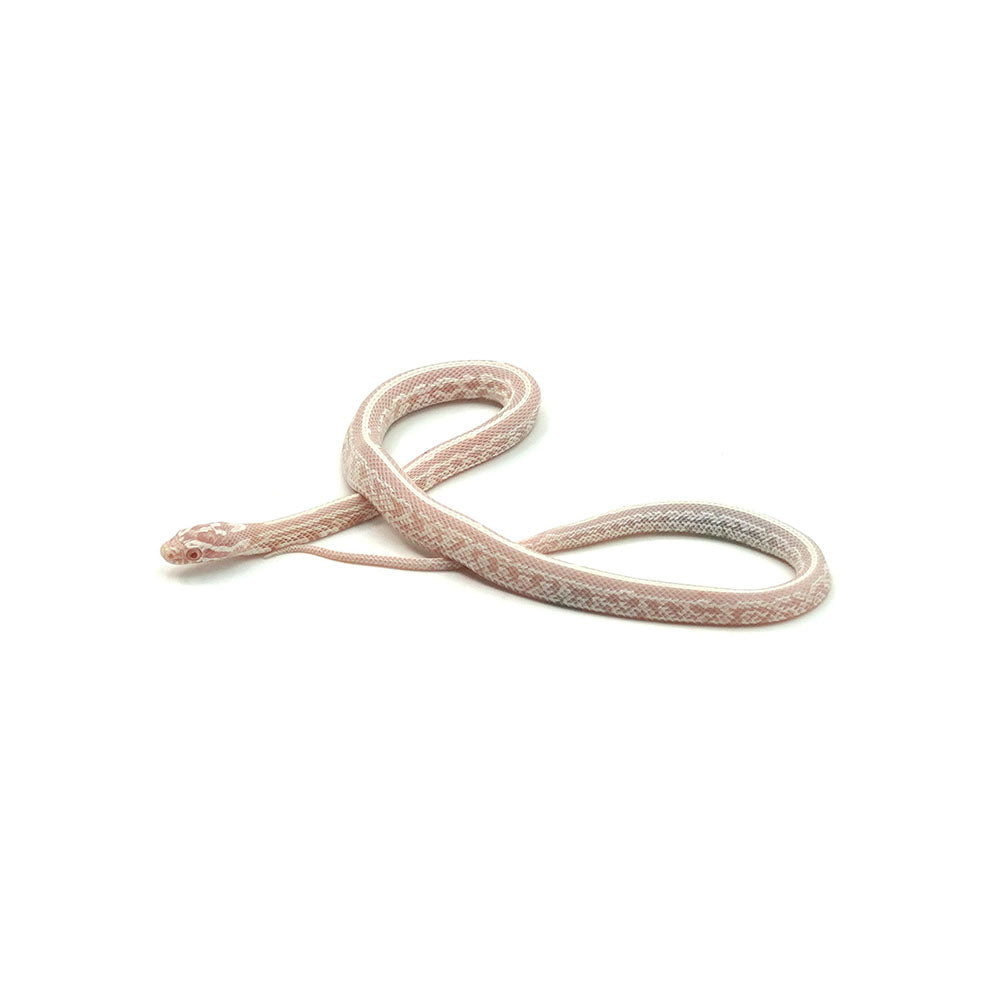 Snow Tessera Corn Snake