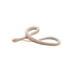 Snow Tessera Corn Snake
