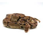 Woma Pastel Ball Python