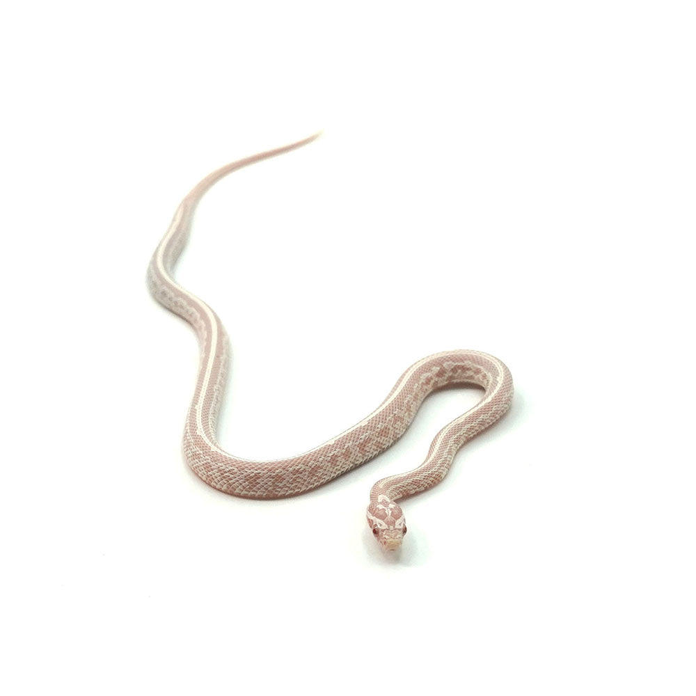 Snow Tessera Corn Snake