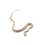Snow Tessera Corn Snake