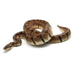 Woma Pastel Ball Python