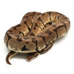 Woma Pastel Ball Python