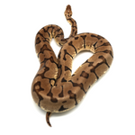 Woma Pastel Ball Python