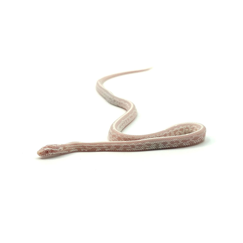 Snow Tessera Corn Snake