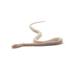 Snow Tessera Corn Snake