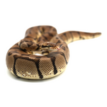 Woma Pastel Ball Python