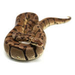 Woma Pastel Ball Python